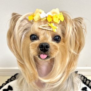画像2: プチリボン・黄身色サイドスカラップリボン×スワロフスキーラインストーン付黄色系ペタシャムグログラン（ＪＤバレッタ）