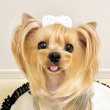 画像2: 白ベルベット×スワロフスキーラインストーン（ＪＤバレッタ）